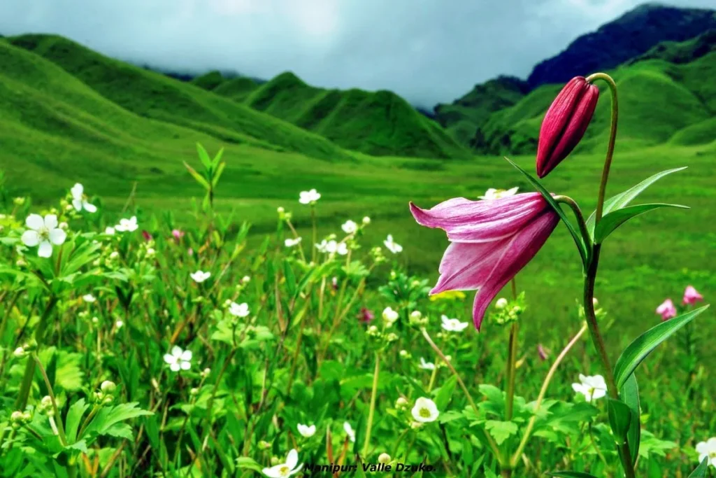 Shirui Hills: Know Everything about the Enchanted Realm of Lilies, Legends and Living Culture Blossom at Shirui Hills